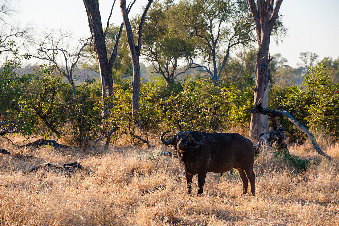 Porträt eines afrikanischen Büffels, Syncerus caffer, der in die Kamera schaut. Khwai-Konzessionsgebiet, Okavango-Delta, Botsuana.
