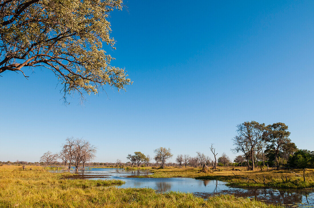 Ein Blick auf den Khwai-Fluss und eine Landschaft im Okavango-Delta. Khwai-Fluss, Khwai-Konzessionsgebiet, Okavango-Delta, Botsuana.