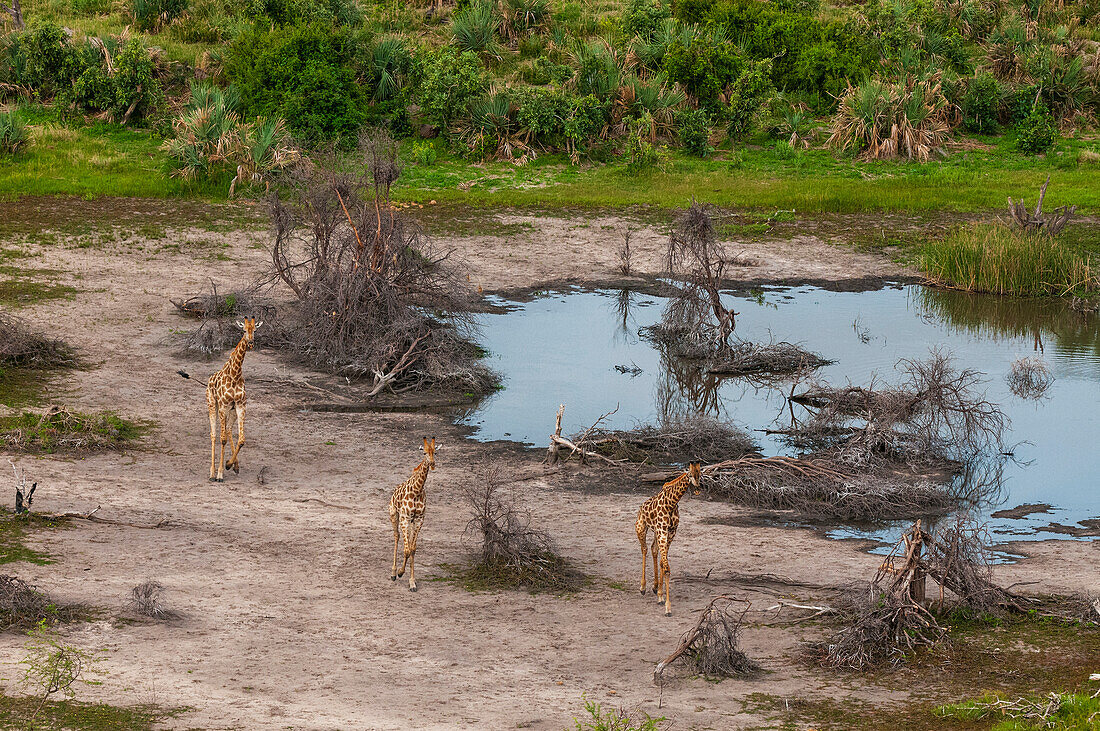 Eine Luftaufnahme der Südlichen Giraffe, Giraffa camelopardalis, beim Laufen. Okavango-Delta, Botsuana.