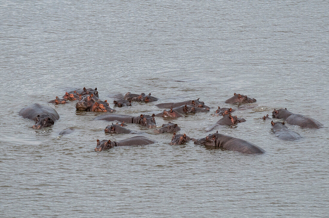 An aerial view of a herd of hippopotamuses, Hippopotamus amphibius, in the water. Okavango Delta, Botswana.