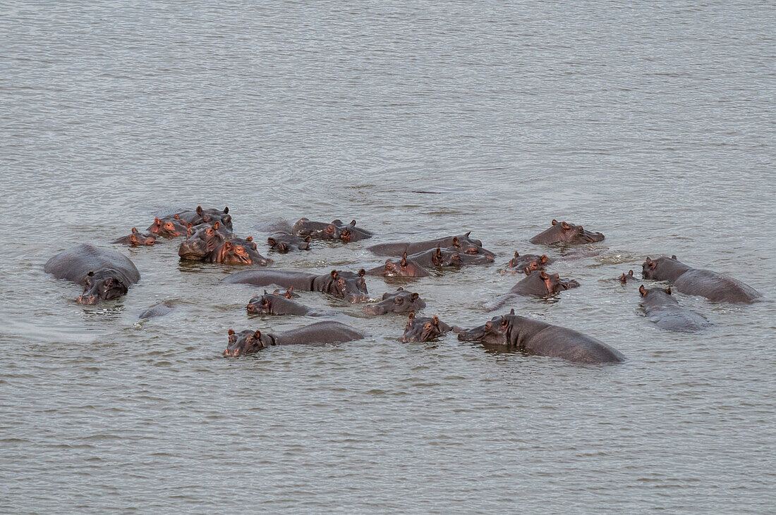 Luftaufnahme einer Herde von Flusspferden, Hippopotamus amphibius, im Wasser. Okavango-Delta, Botsuana.