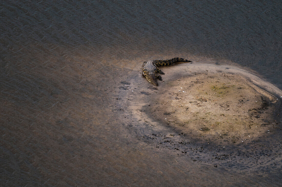 Luftaufnahme eines Nilkrokodils, Crocodylus niloticus, das auf einer Bank ruht. Okavango-Delta, Botsuana.