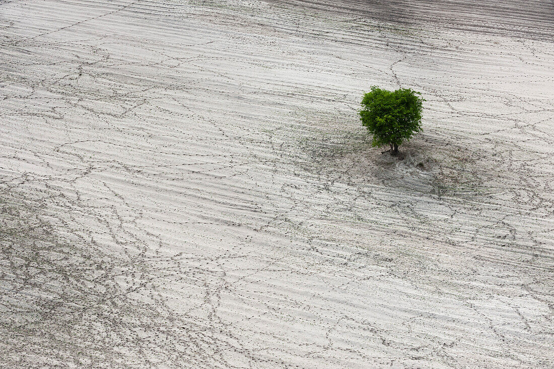 Luftaufnahme eines einsamen Baums in einem sandigen Gebiet, umgeben von Rinderspuren. Maun, Okavango-Delta, Botsuana.