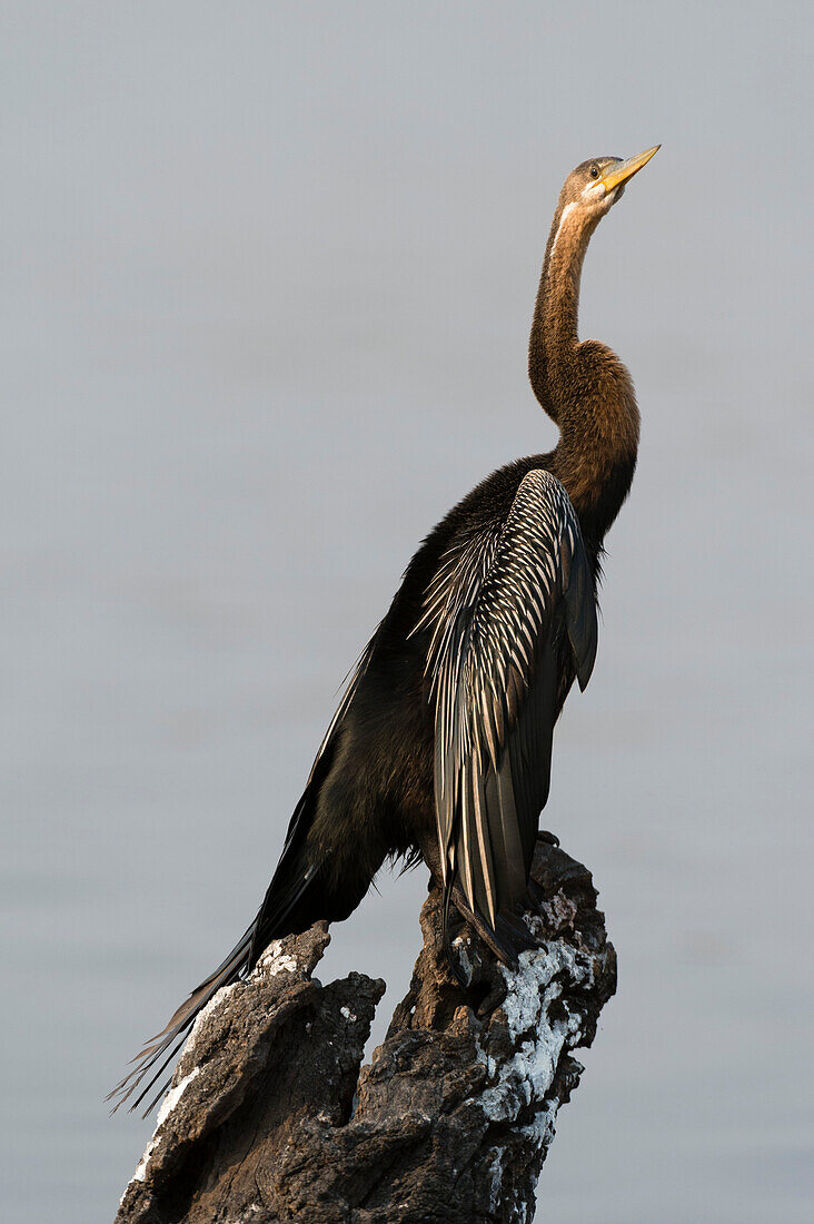 An African darter, Anhinga rufa, perched on a dead tree trunk. Chobe National Park, Botswana.