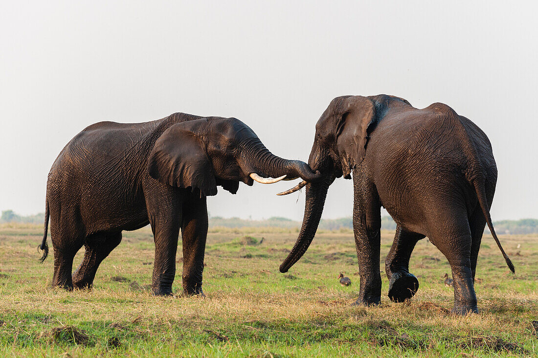 Zwei Afrikanische Elefanten, Loxodonta africana, ziehen über eine Grasebene. Chobe-Nationalpark, Botsuana.