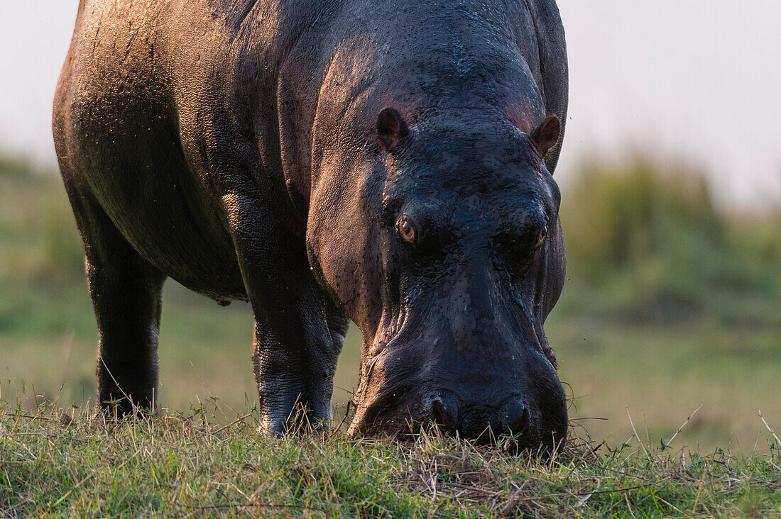 Close up portrait of a hippopotamus, Hippopotamus amphibius, grazing. Chobe National Park, Botswana.