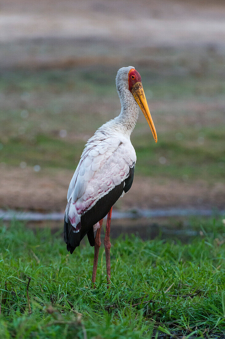Portrait of a yellow-billed stork, Mycteria ibis. Chobe National Park, Botswana.