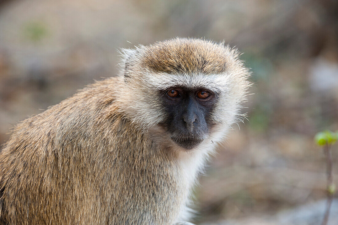 Nahaufnahme eines Grünen Meerkatzenaffen, Cercopithecus aethiops. Chobe-Nationalpark, Botsuana.