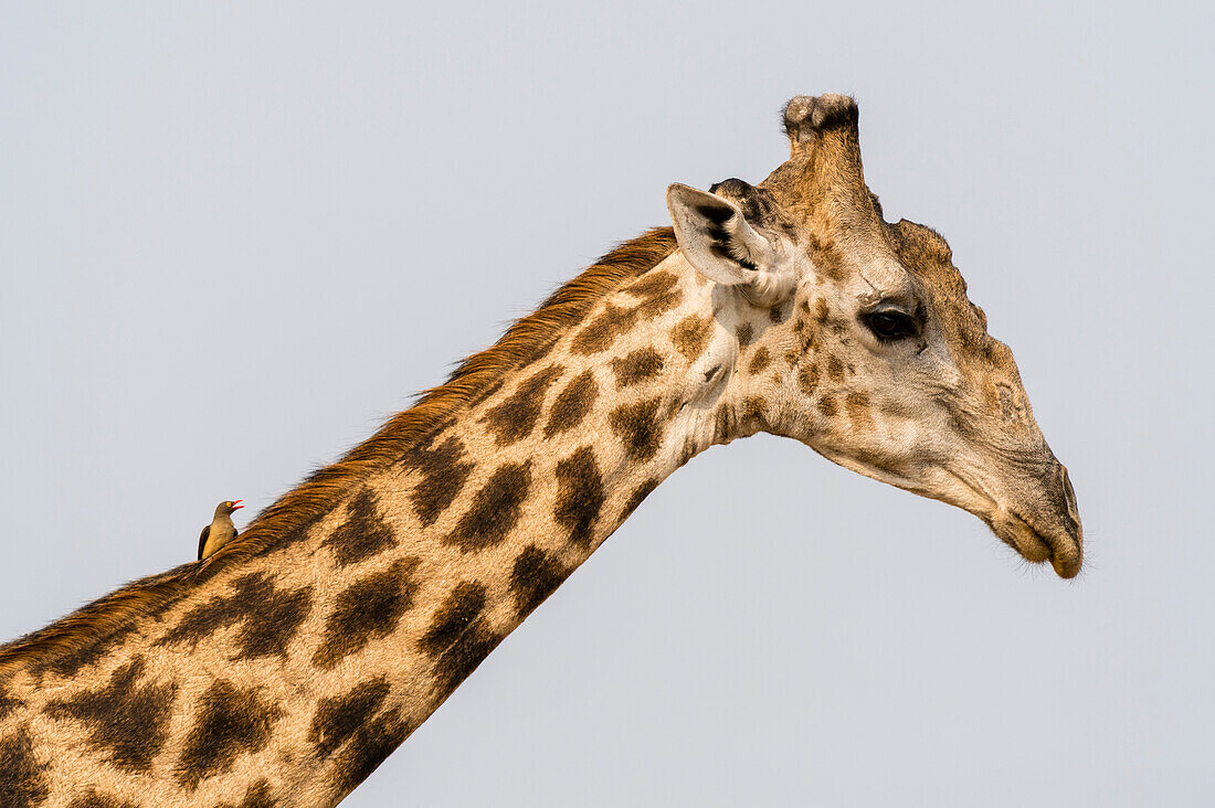 Portrait of a male giraffe, Giraffa camelopardalis, with a red-billed oxpecker on its neck. Chobe National Park, Botswana.