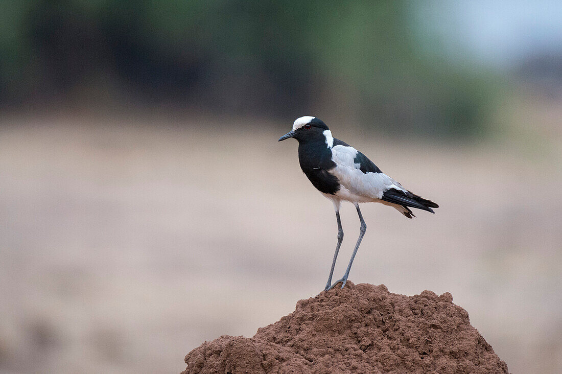 Portrait of a blacksmith lapwing or blacksmith plover, Vanellus armatus. Chobe National Park, Botswana.