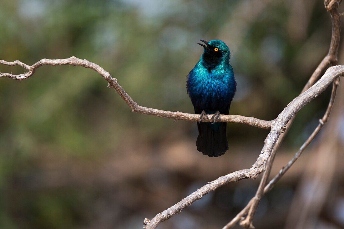 Portrait of a Cape glossy starling, Lamprotornis nitens, on a tree branch. Chobe National Park, Botswana.
