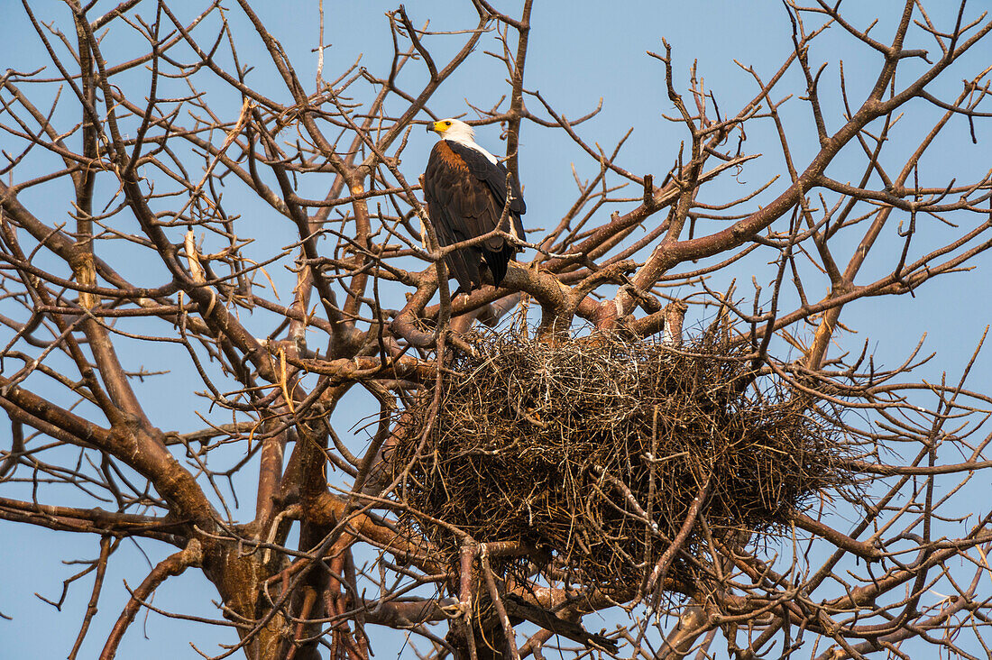 An African fish eagle, Haliaeetus vocifer, perching by his nest. Chobe National Park, Botswana.