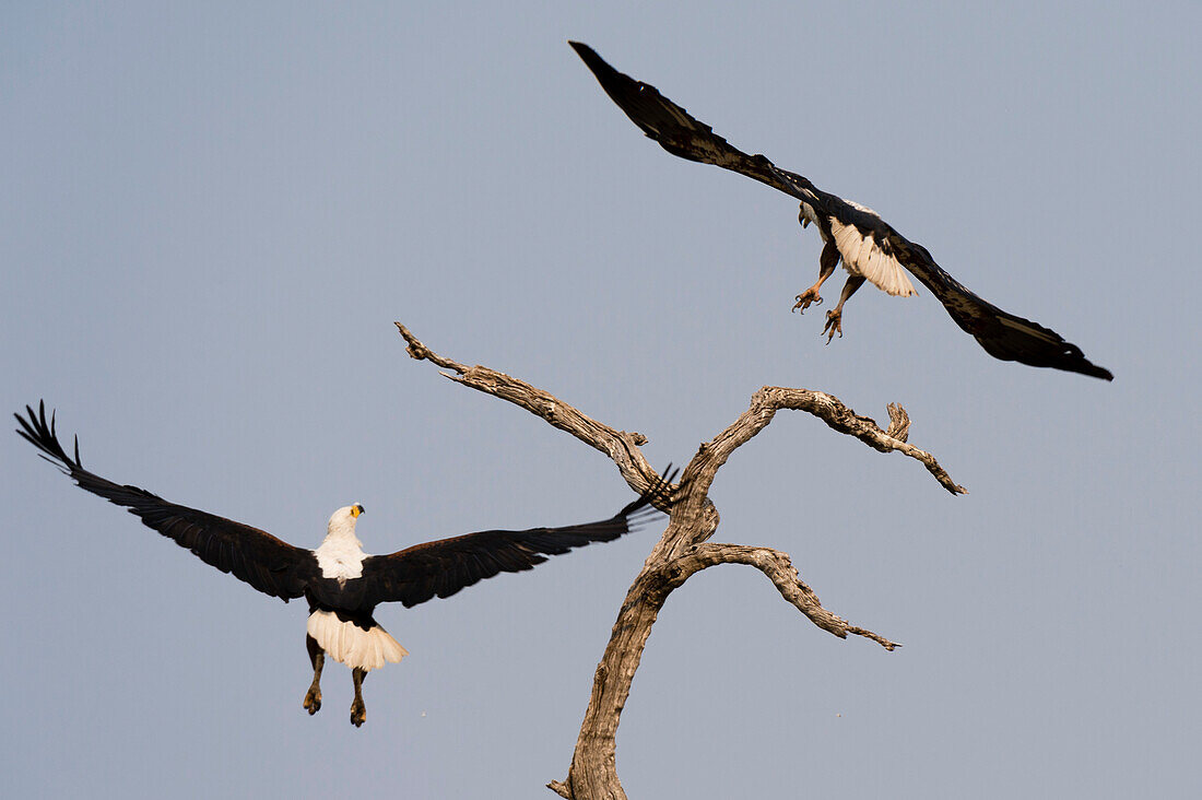 Zwei afrikanische Fischadler, Haliaeetus vocifer, landen auf einem toten Baumast. Chobe-Nationalpark, Botsuana.