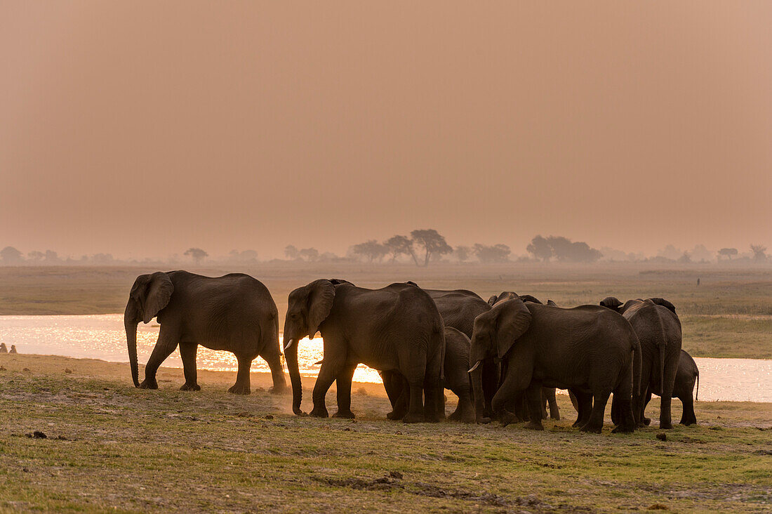 Eine Herde afrikanischer Elefanten, Loxodonta africana, am Ufer des Chobe-Flusses bei Sonnenuntergang. Chobe-Nationalpark, Botsuana.