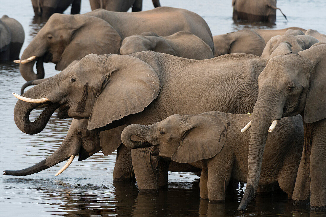 Eine Herde afrikanischer Elefanten, Loxodonta africana, beim Trinken im Chobe-Fluss. Chobe-Fluss, Chobe-Nationalpark, Botsuana.