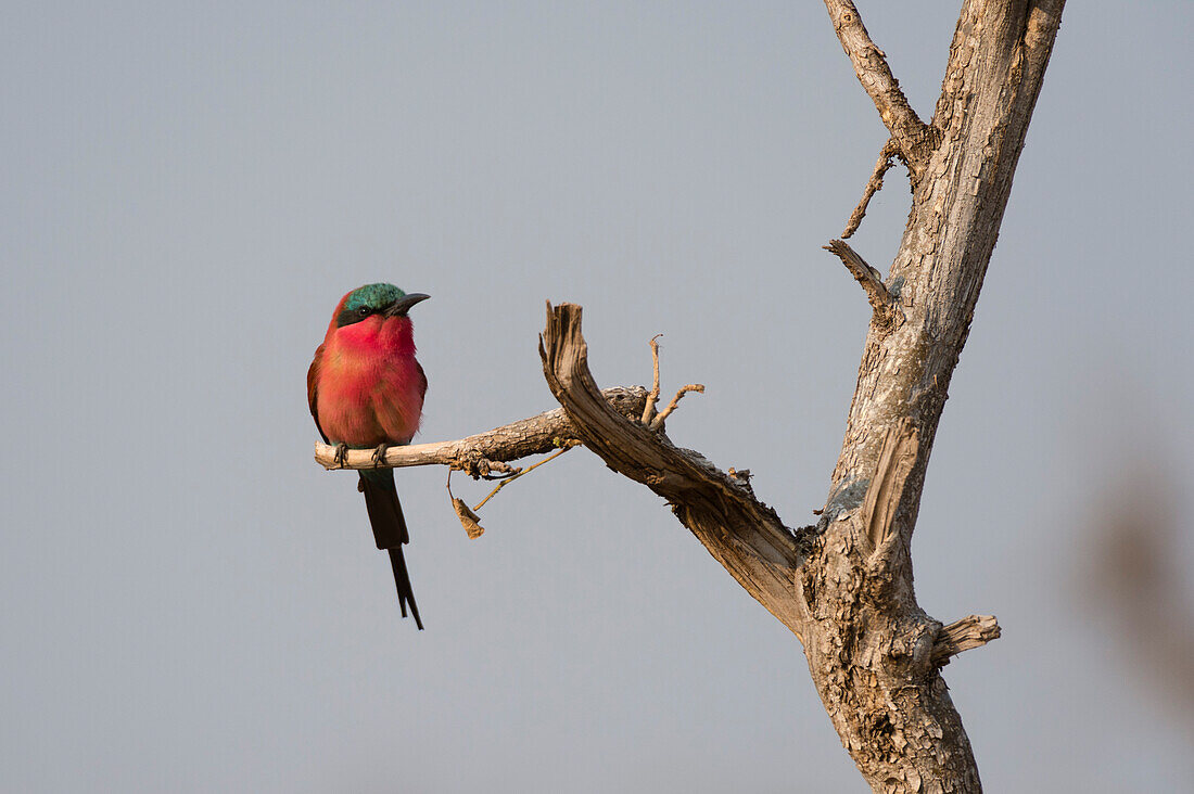 Porträt eines Südlichen Karminbienenfressers, Merops nubicoides, der auf einem Ast hockt. Chobe-Nationalpark, Botsuana.