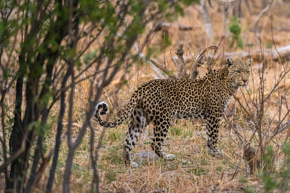 Portrait of a leopard, Panthera pardus, in the brush. Savute Marsh, Chobe National Park, Botswana.