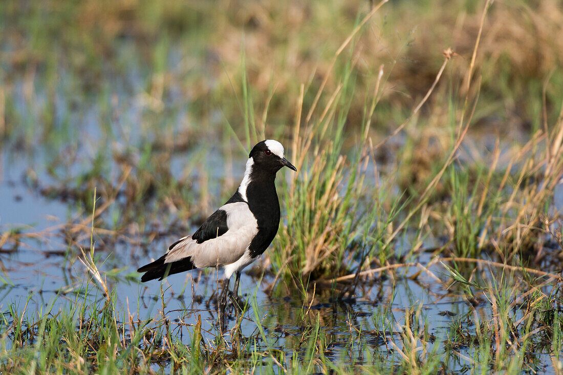 Portrait of a blacksmith lapwing, or blacksmith plover, Vanellus armatus, in a wetland. Savute Marsh, Chobe National Park, Botswana.