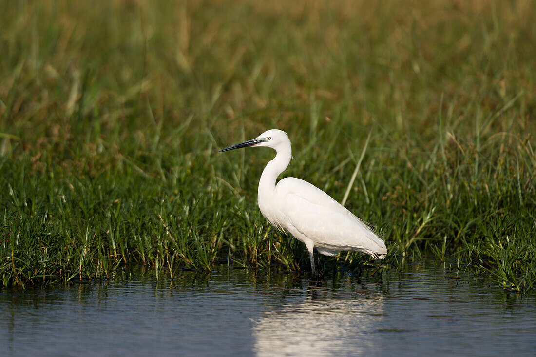 Portrait of a great egret, Ardea alba, walking in water. Savute Marsh, Chobe National Park, Botswana.