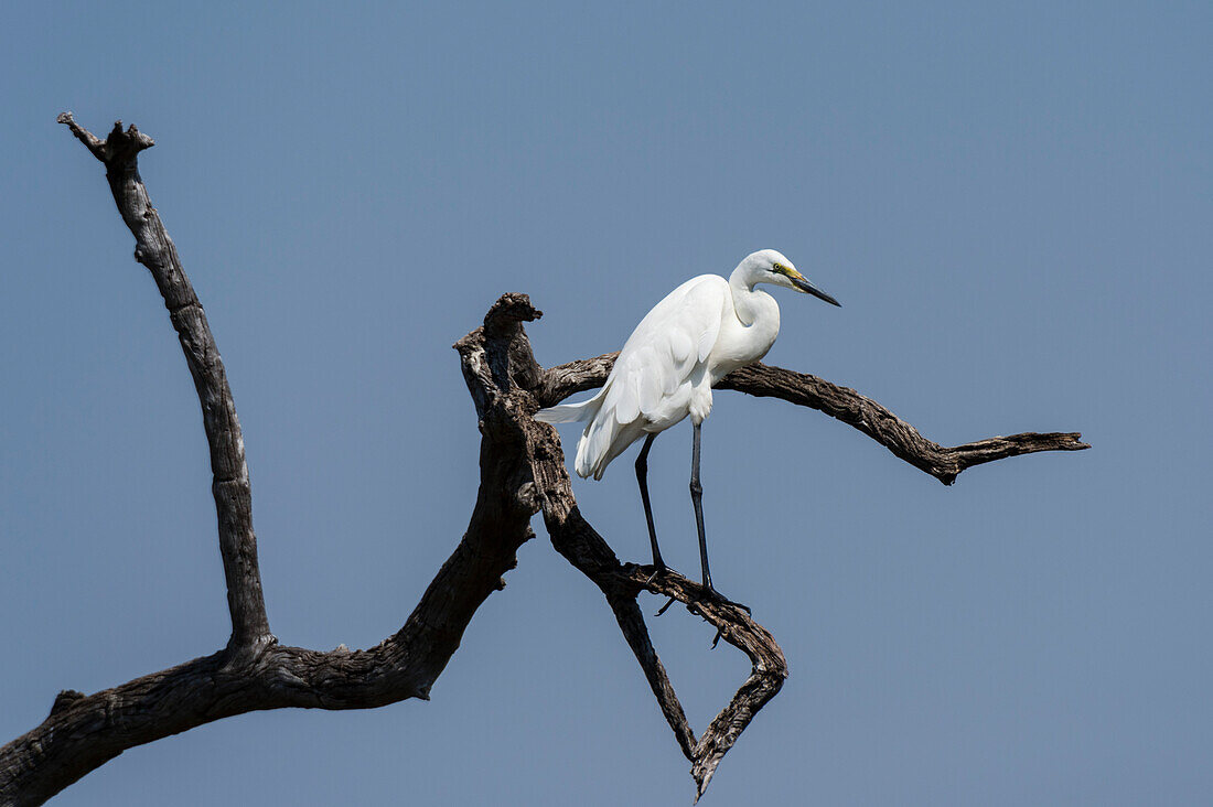 A great egret, Ardea alba, perching on a tree branch against a blue sky. Savute Marsh, Chobe National Park, Botswana.