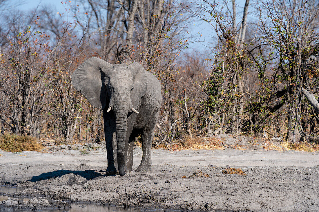 Porträt eines afrikanischen Elefanten, Loxodonta africana, an einem Wasserloch. Okavango-Delta, Botsuana.