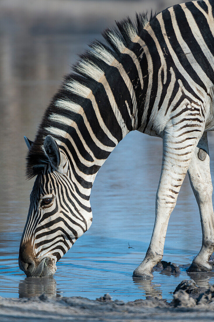 A Burchell's zebra, Equus burchelli, drinking at a waterhole. Okavango Delta, Botswana.