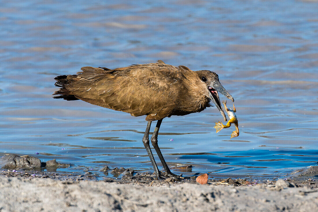 A hammerkop, Scopus umbretta, feeding on a frog. Okavango Delta, Botswana.