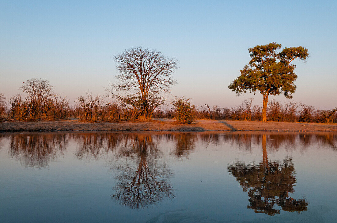 Trees casting reflections in the Khwai River at sunset Khwai River, Okavango Delta, Botswana.
