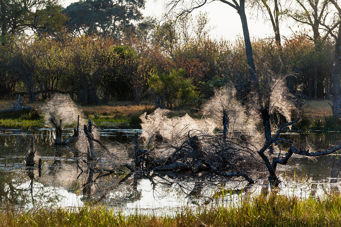 The webs of community spiders in dead tree snags lying in water. Okavango Delta, Botswana.