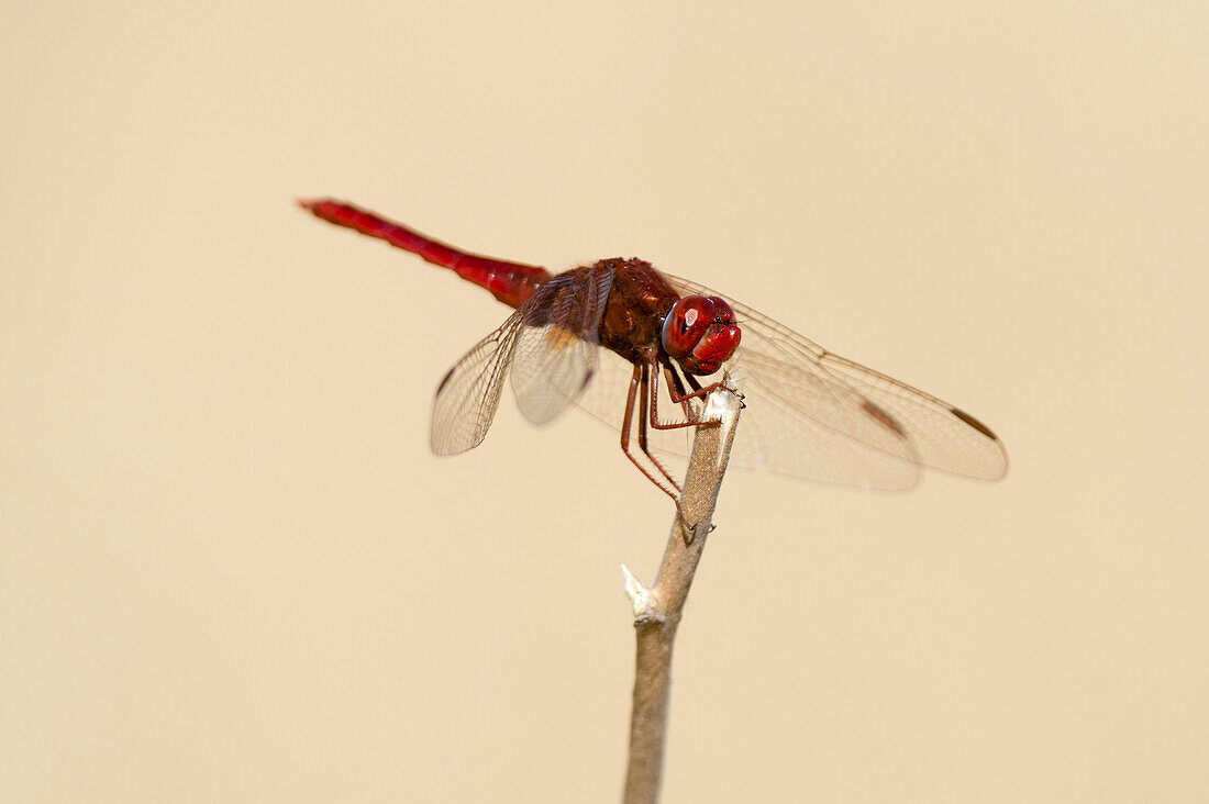 Portrait of a red basker dragonfly, Urothemis assignata, perched on a twig. Okavango Delta, Botswana.
