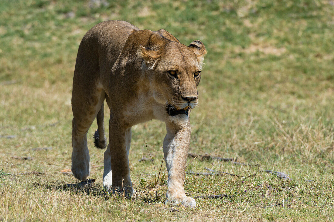 Porträt einer Löwin, Panthera leo, beim Spaziergang. Okavango-Delta, Botsuana.