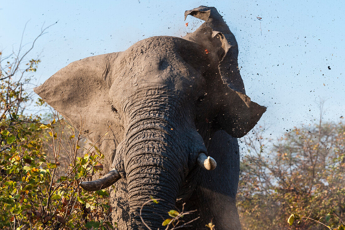 Ein afrikanischer Elefant, Loxodonta africana, der angreift und mit den Ohren klappert. Okavango-Delta, Botsuana.