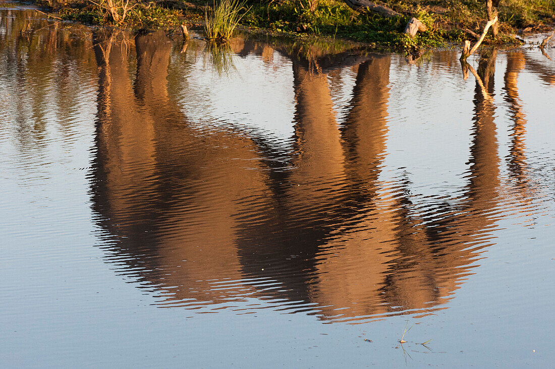 The reflection of an African elephant, Loxodonta africana, walking beside a waterhole. Okavango Delta, Botswana.