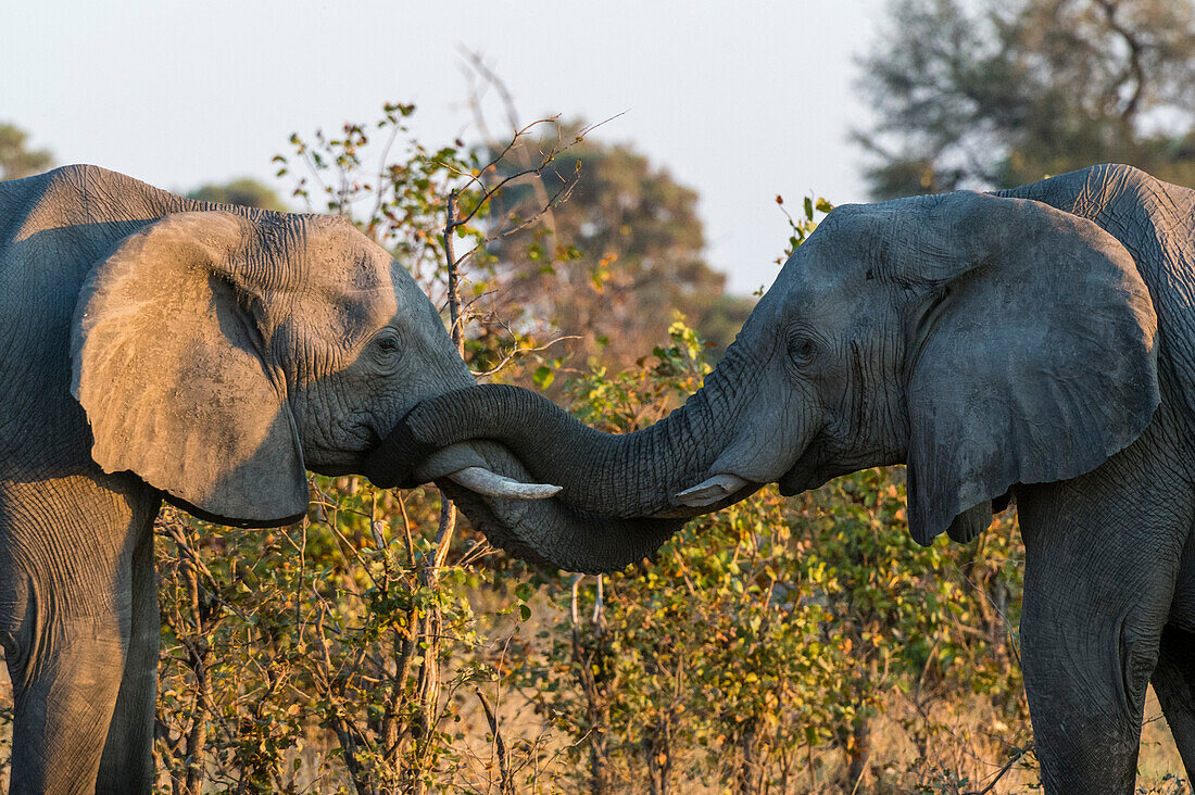 Two African elephants, Loxodonta africana, sparring. Okavango Delta, Botswana.