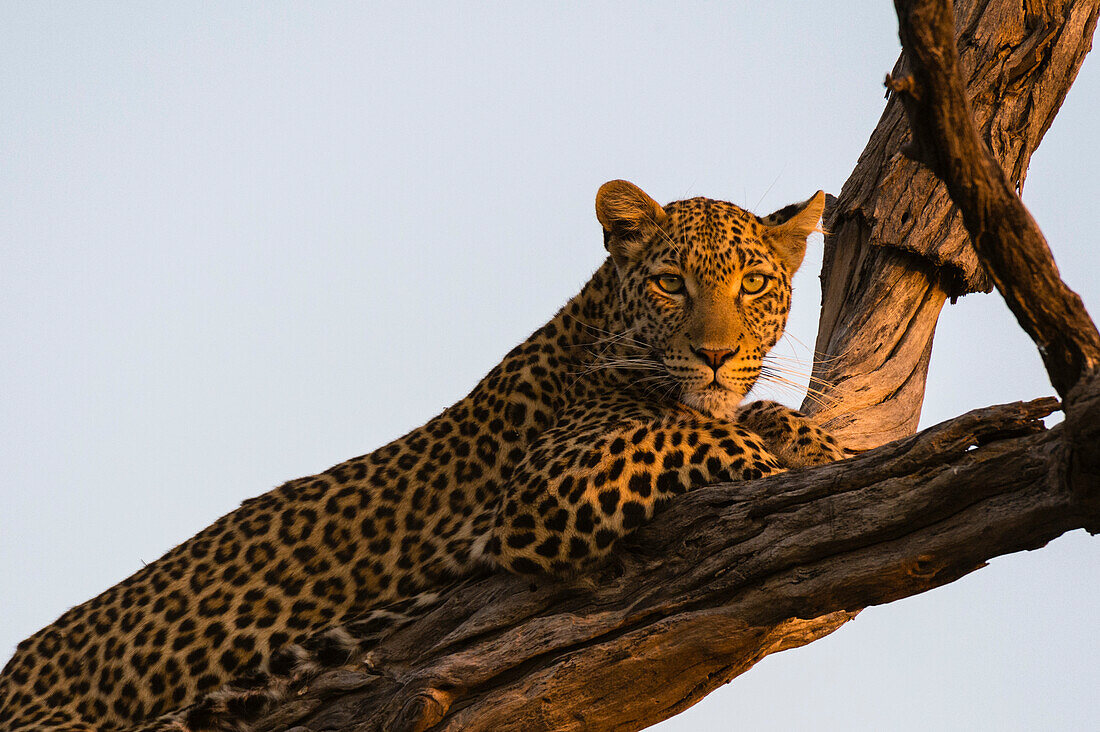 Ein Leopard, Panthera pardus, ruht sich in einer Baumkrone aus und wärmt sich an den letzten Sonnenstrahlen. Okavango-Delta, Botsuana.