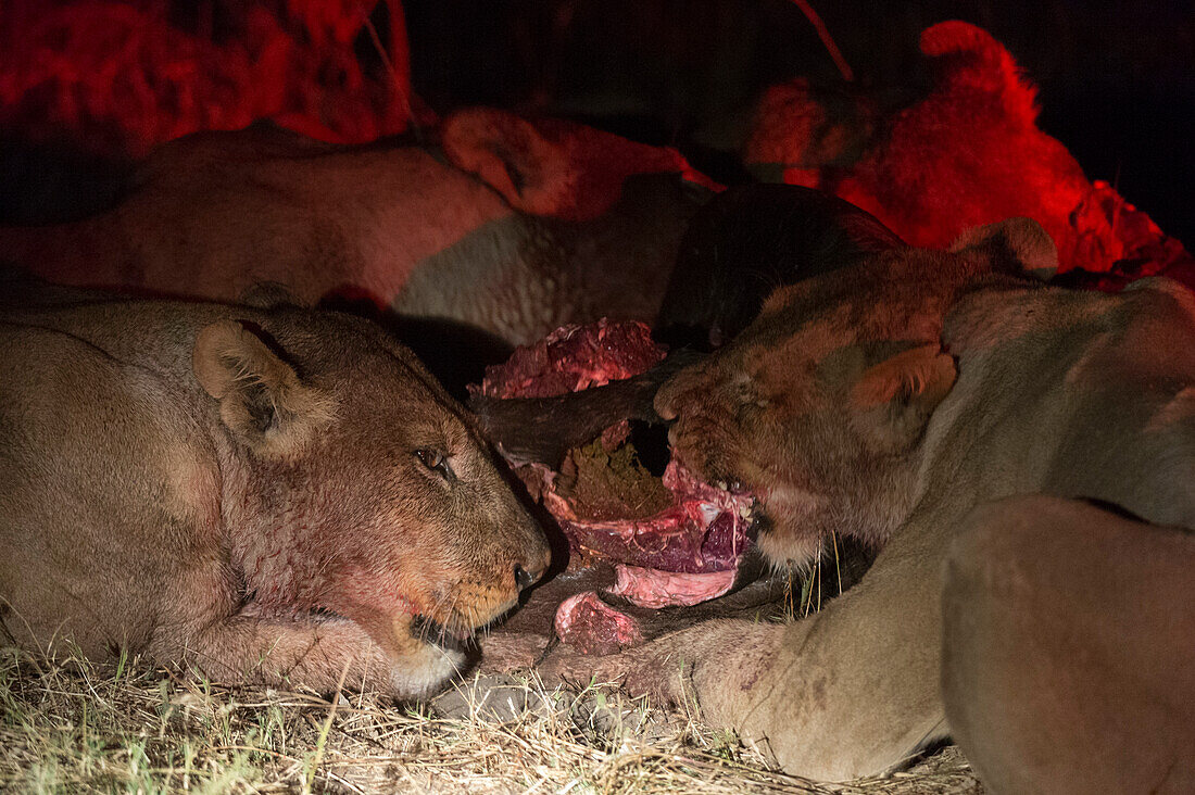 Löwen, Panthera leo, fressen nachts an einem Gnu-Kadaver. Okavango-Delta, Botsuana.