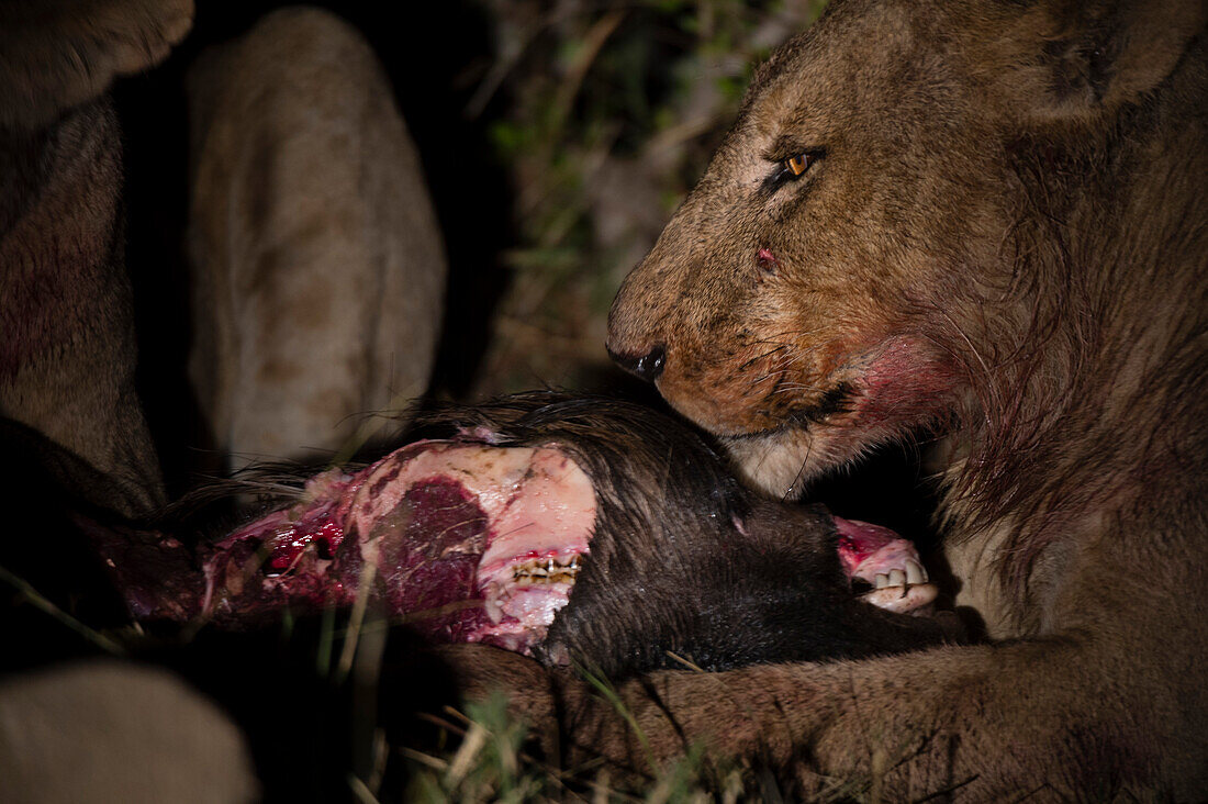 Ein Löwe, Panthera leo, bei der nächtlichen Fütterung eines Gnu-Kadavers. Okavango-Delta, Botsuana.