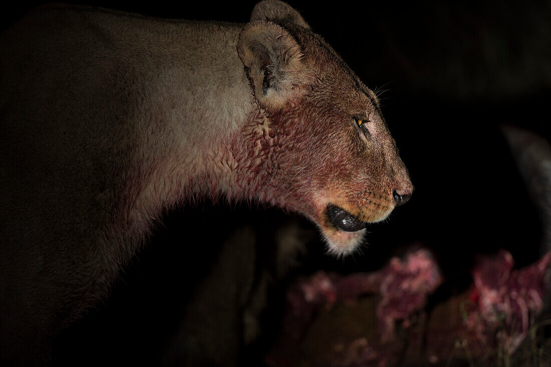 A lioness, Panthera leo, bloodied from feeding on a wildebeest carcass at night. Okavango Delta, Botswana.