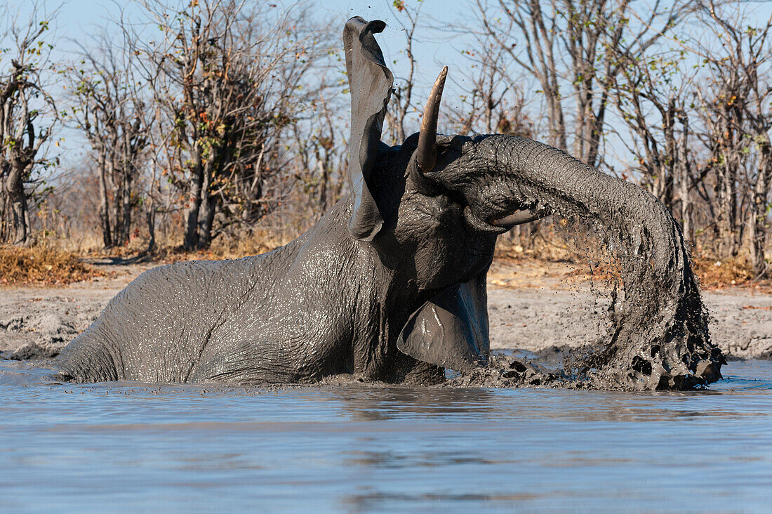 An African elephant, Loxodonta africana, mudding at a waterhole. Okavango Delta, Botswana.