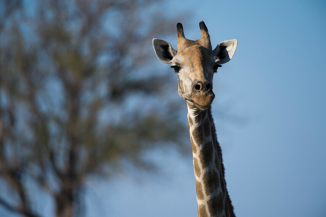 Porträt einer weiblichen Südlichen Giraffe, Giraffa camelopardalis giraffa, die in die Kamera schaut. Okavango-Delta, Botsuana.