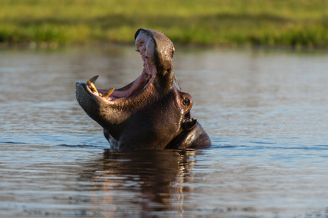A hippopotamus, Hippopotamus amphibius, in a mouth opening territorial display. Okavango Delta, Botswana.