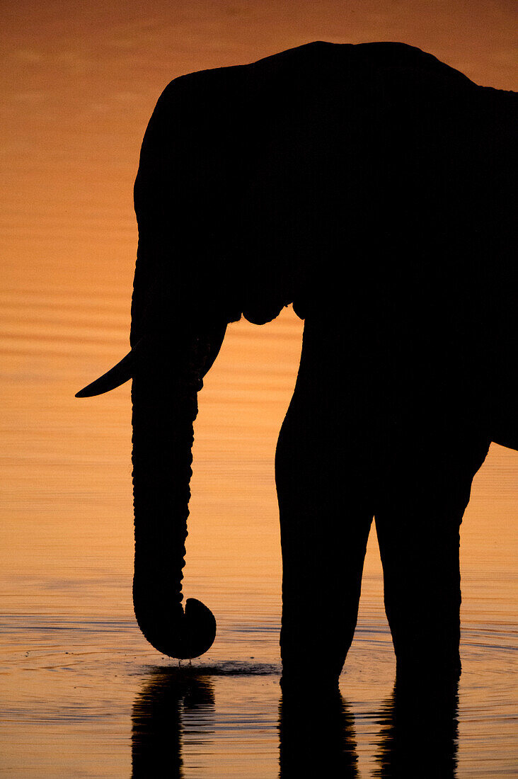 Ein afrikanischer Elefant, Loxodonta africana, trinkt bei Sonnenuntergang im Khwai-Fluss. Khwai-Fluss, Okavango-Delta, Botsuana.