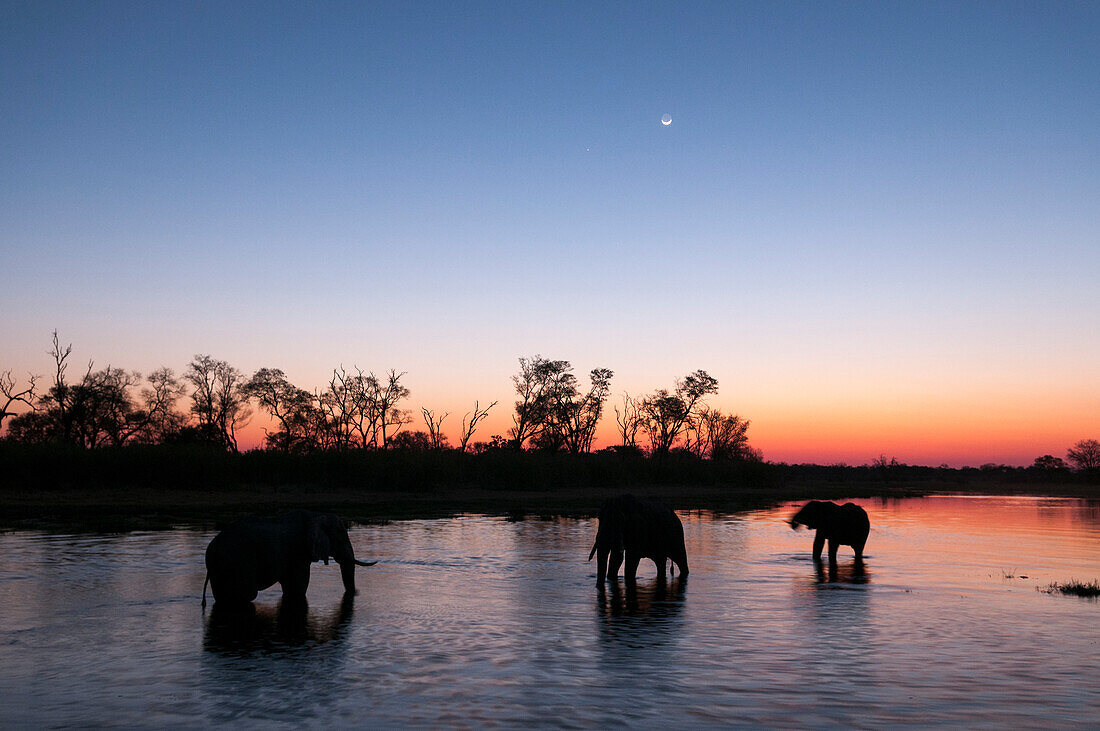 Drei afrikanische Elefanten, Loxodonta africana, beim Trinken im Khwai-Fluss in der Abenddämmerung. Khwai-Fluss, Okavango-Delta, Botsuana.