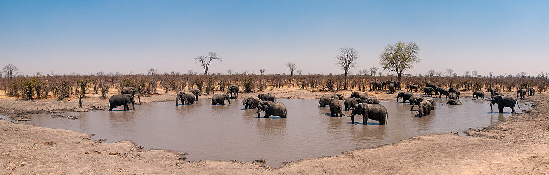Eine Herde afrikanischer Elefanten, Loxodonta africana, an einer Wasserstelle. Okavango-Delta, Botsuana.