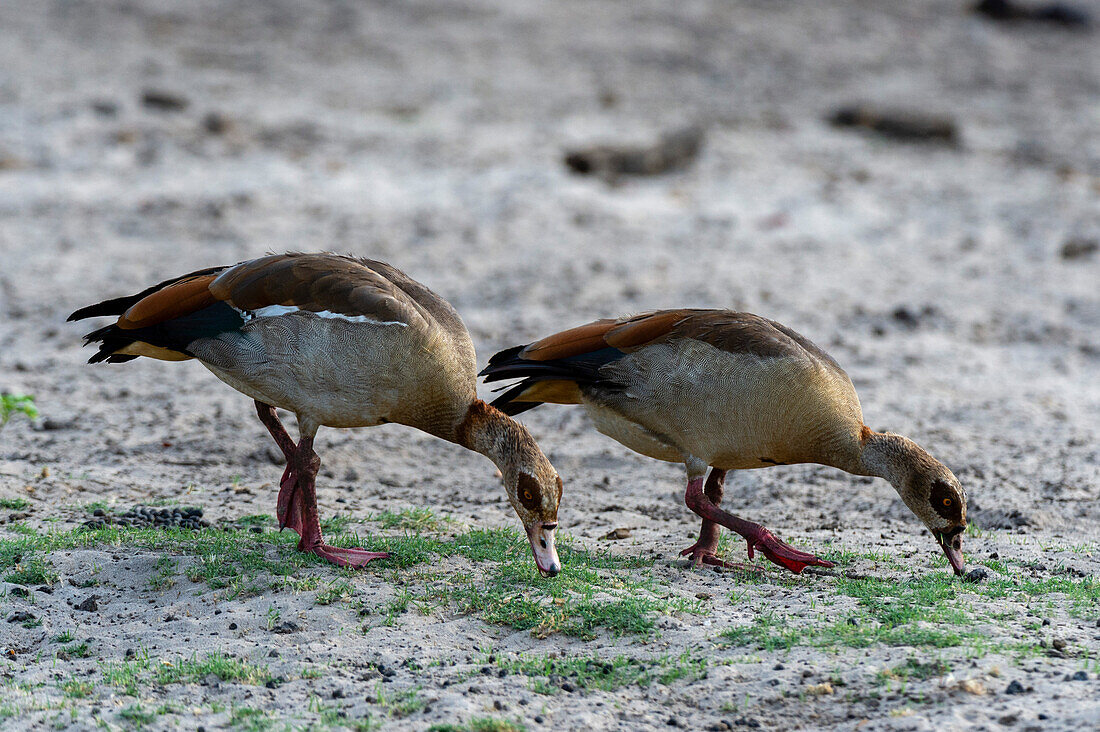 A pair of Egyptian geese, Alopochen aegyptiacus, in Chobe National Park. Botswana.