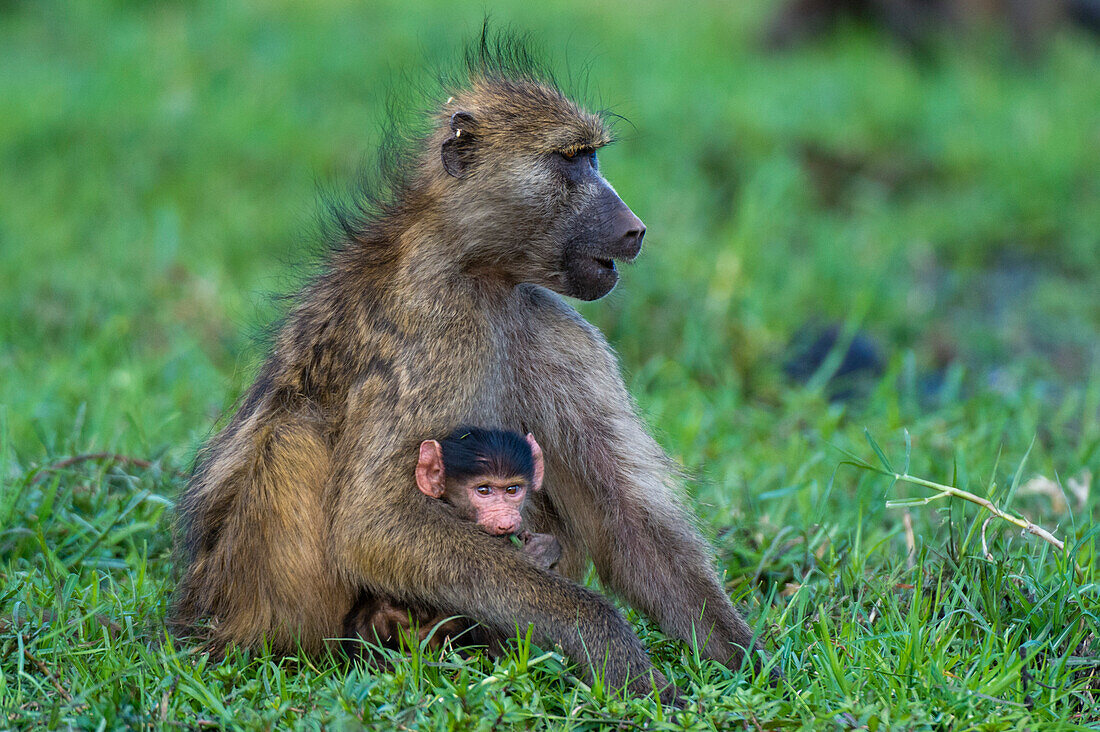 Ein Chacma-Pavian, Papio ursinus, mit einem Neugeborenen im Chobe-Nationalpark. Botsuana.