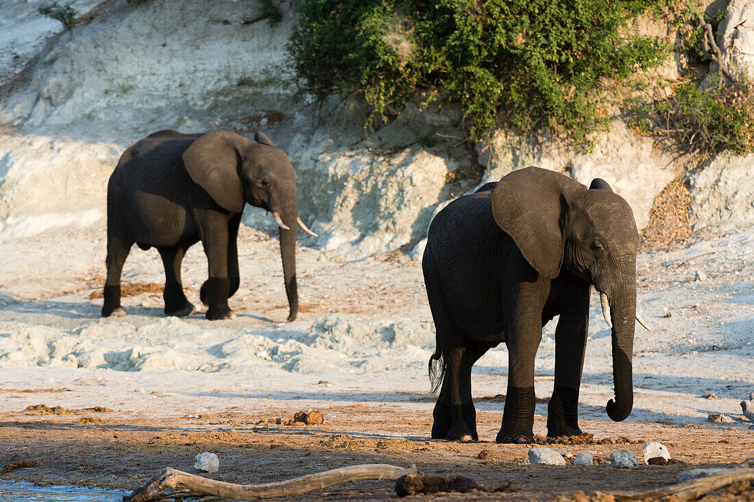 Two young African elephants, Loxodonta africana, on the Chobe riverbank in Chobe National Park. Botswana.