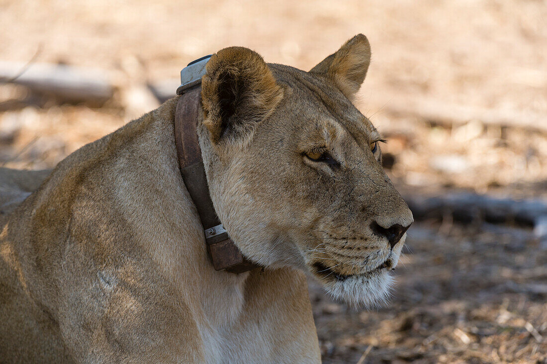 Eine Löwin, Panthera leo, mit einem Fährtenhalsband im Chobe-Nationalpark. Botsuana.
