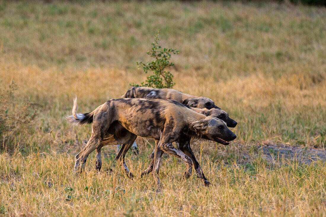 Drei Afrikanische Wildhunde, Lycaon pictus, unterwegs im Savuti-Sumpf des Chobe-Nationalparks. Botsuana.