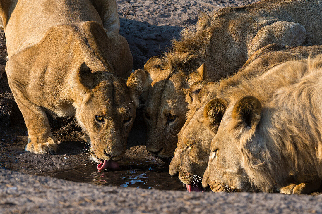 Ein Löwenrudel, Panthera leo, trinkt an einem kleinen Wasserloch im Savuti-Sumpf des Chobe-Nationalparks. Botsuana.